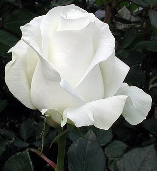 Naina Shomakhova <Y_U_N_A> | Wellington