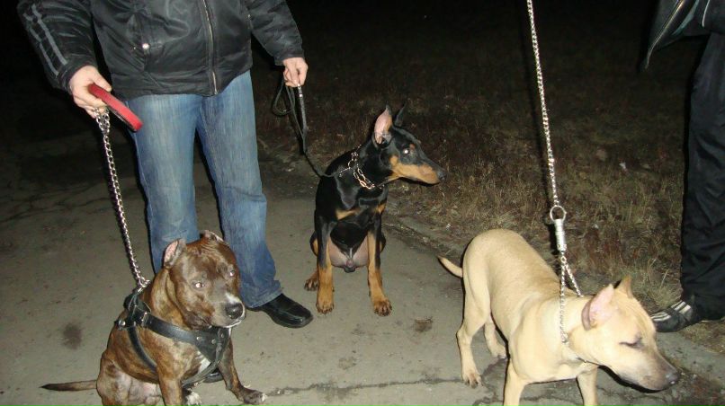 Николай Войцеховский | Кривой Рог