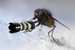 Nikon D70 фотография #1