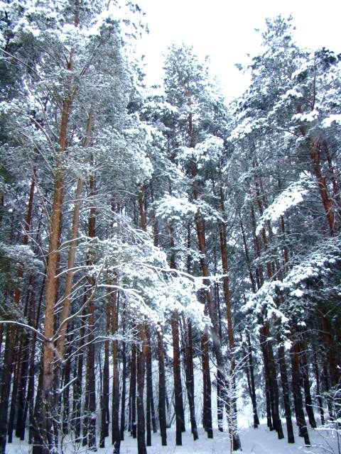 Алеся Сергеева ♥♥♥ | Киев