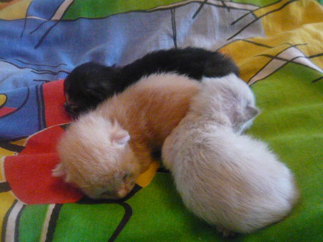 Екатерина Козлова | 