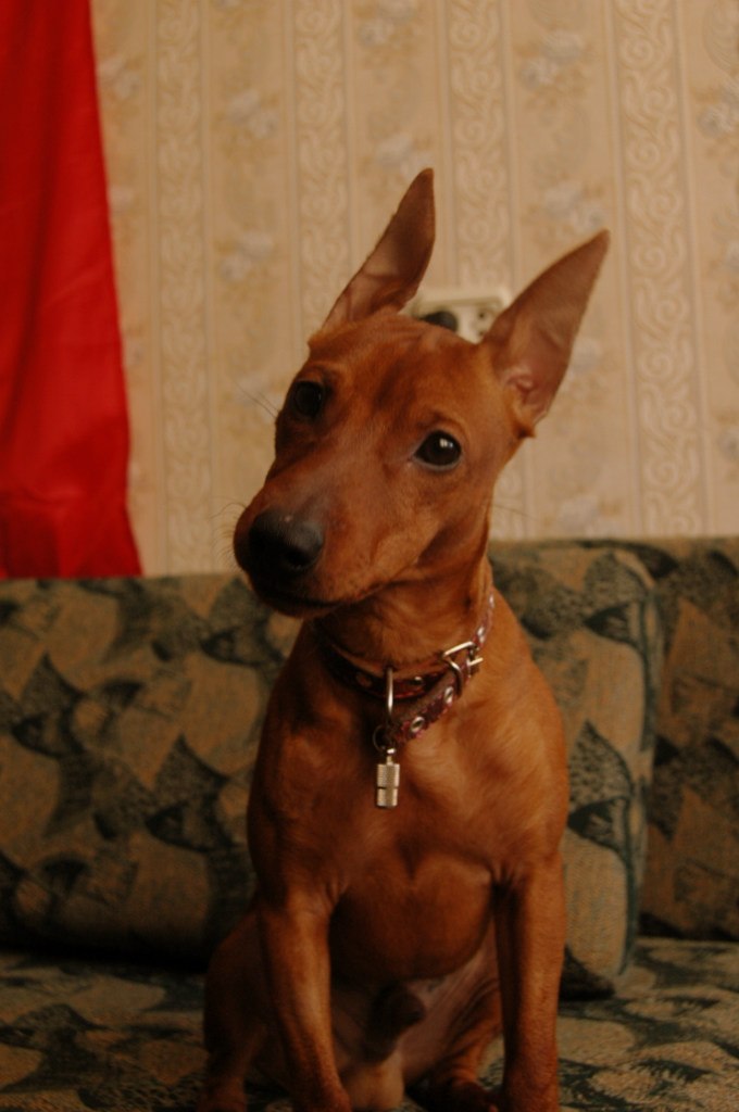 Микадо Микадов Микадович | Великий Новгород