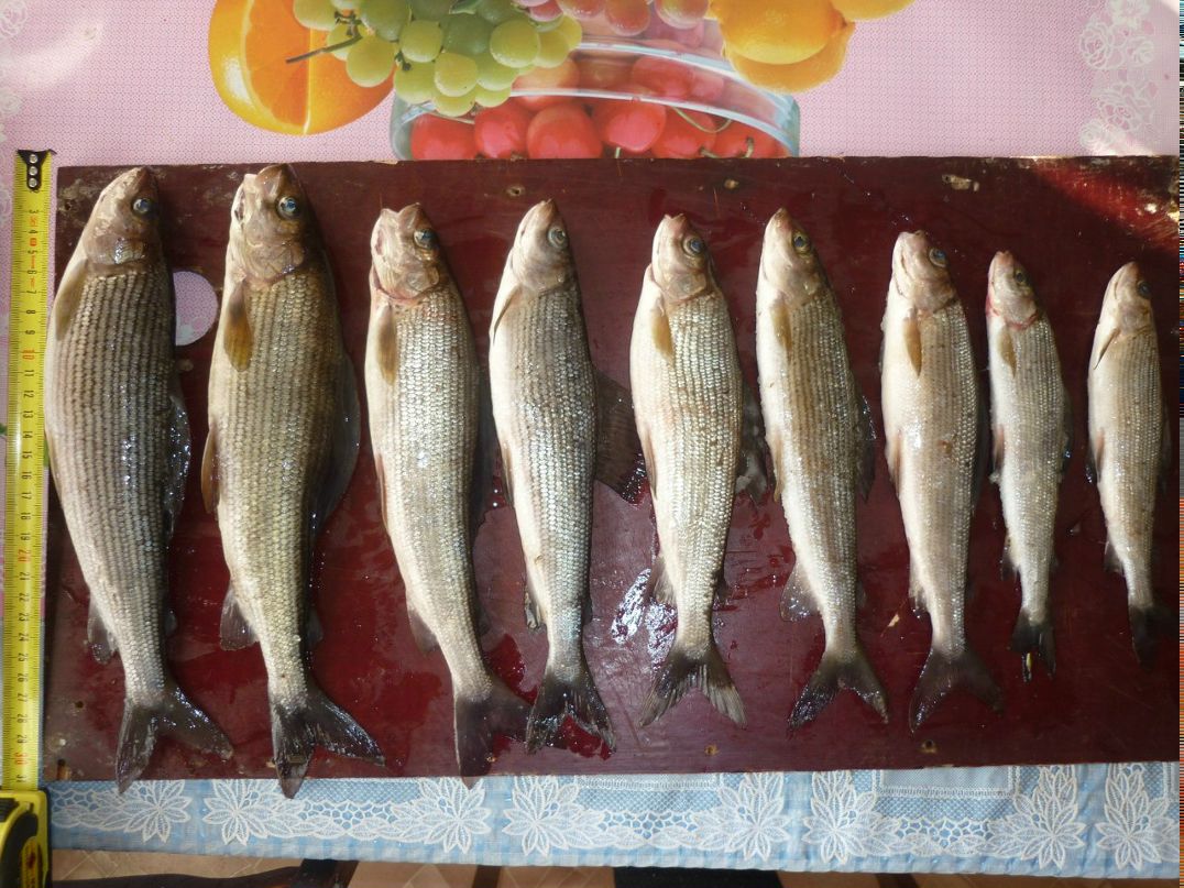 Альберт Кубышкин | Архангельск