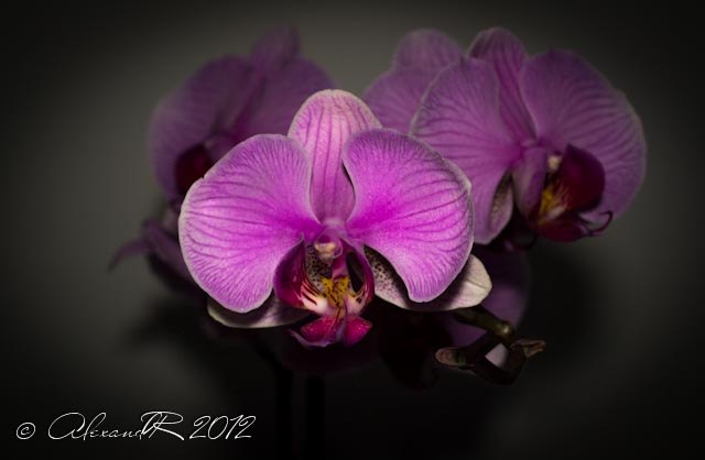 Александр Фролов | Киев