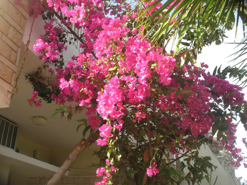 Ярослава Владова | 