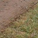 №43, Анжела Жужа, Евпатория №43, Анжела Жужа, Евпатория