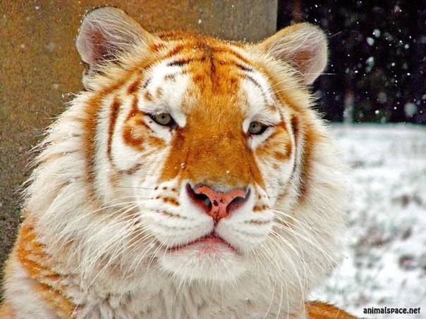 Таня Пухова | Санкт-Петербург