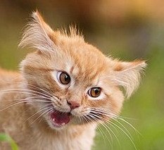 Кот Котофф eekot | Сергиев Посад