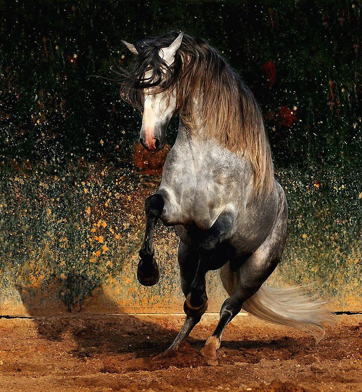 Алина Меньшикова | Гатчина