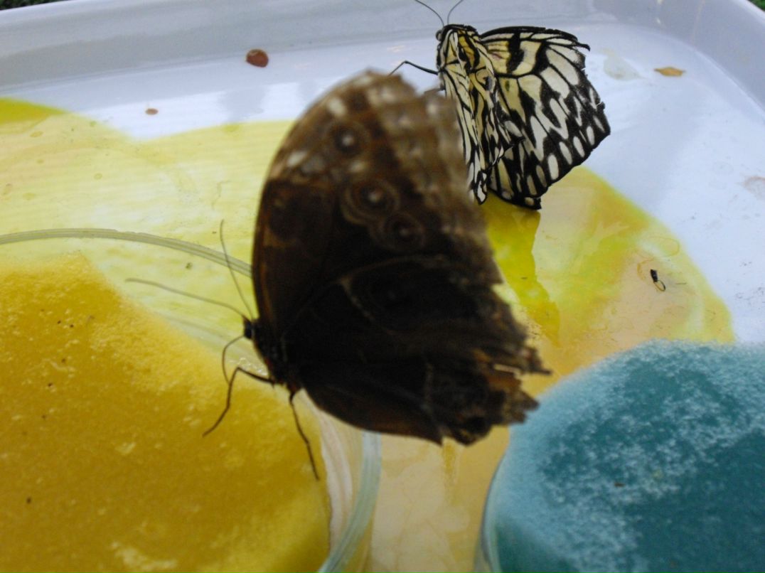 Ира Нечушкина | Санкт-Петербург