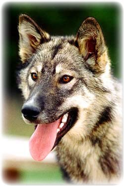 Костик Дубинец บัวขาว ป. ประมุข | Нижневартовск