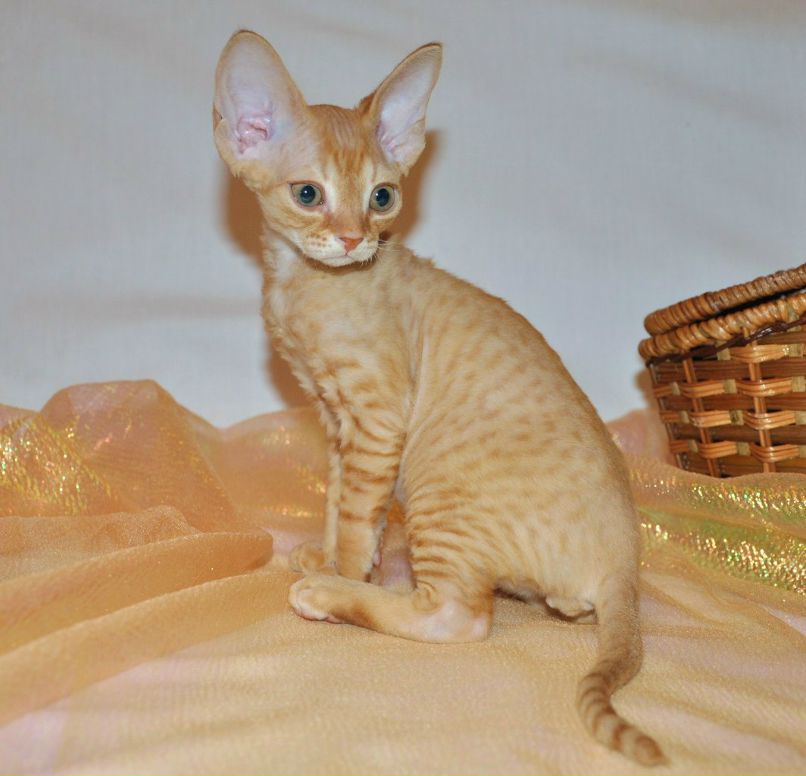 Вольдемар Вольф | Одесса