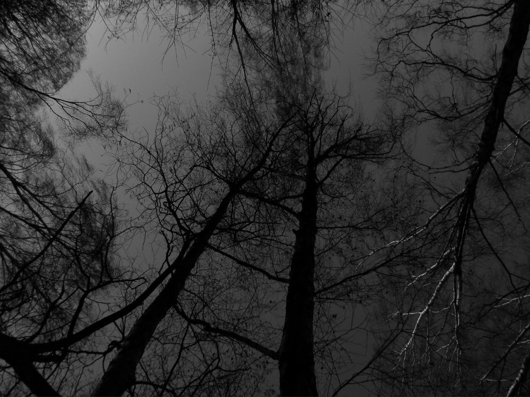 Полено Кутаг | Балтийск