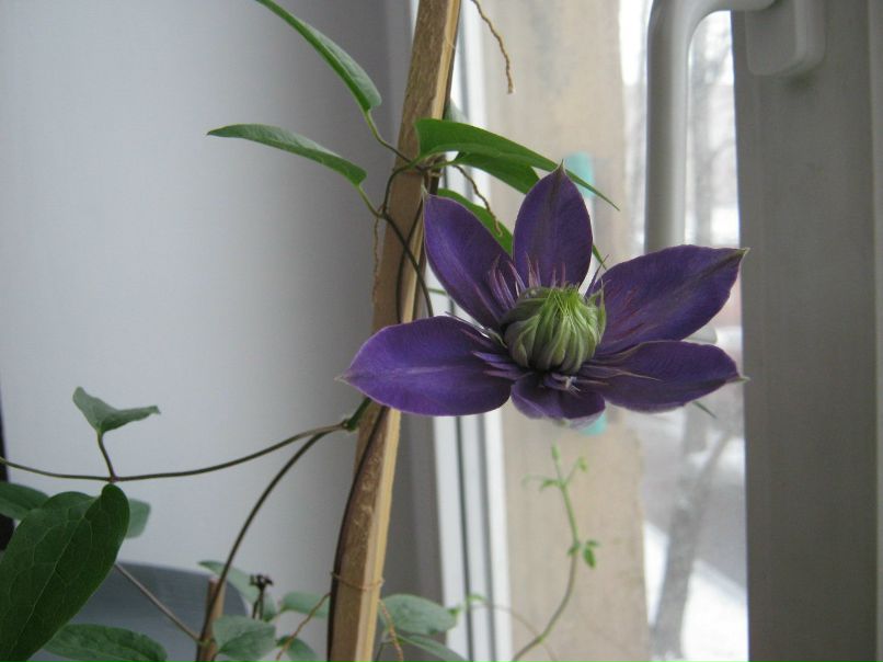 Людмила Родионова | Санкт-Петербург