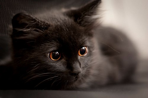 Дмитрий Бугаев | Севастополь