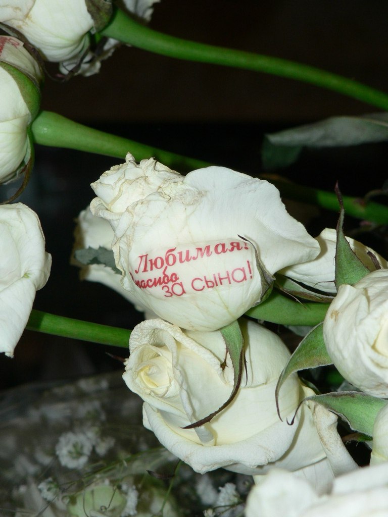 Ольга Шибанова | Ярославль