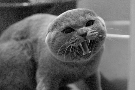 Олька Клюева ღЗазикღ | Сумы