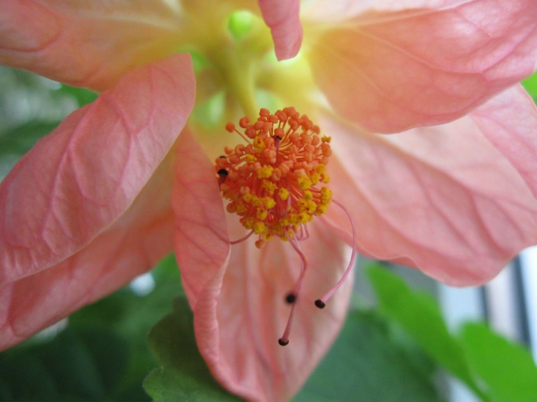 Светлана Серб | Санкт-Петербург