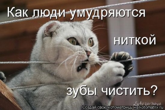 Жеко Vivtonenko Забиваем иголки намеками тонкими | Ставрополь