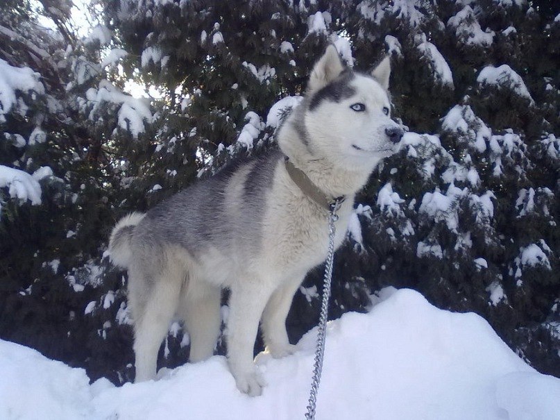 Дима Кобзарь | Кременчуг