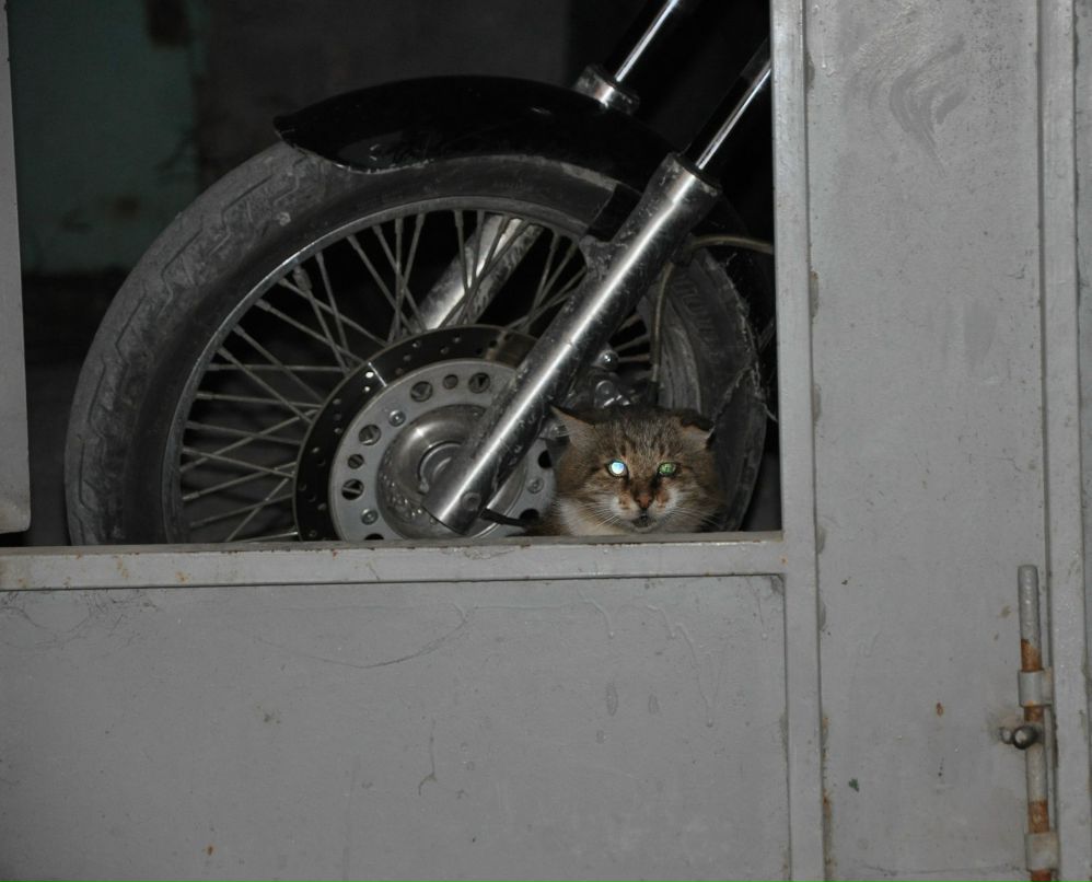 Сергей Подворный Udav | Шахты