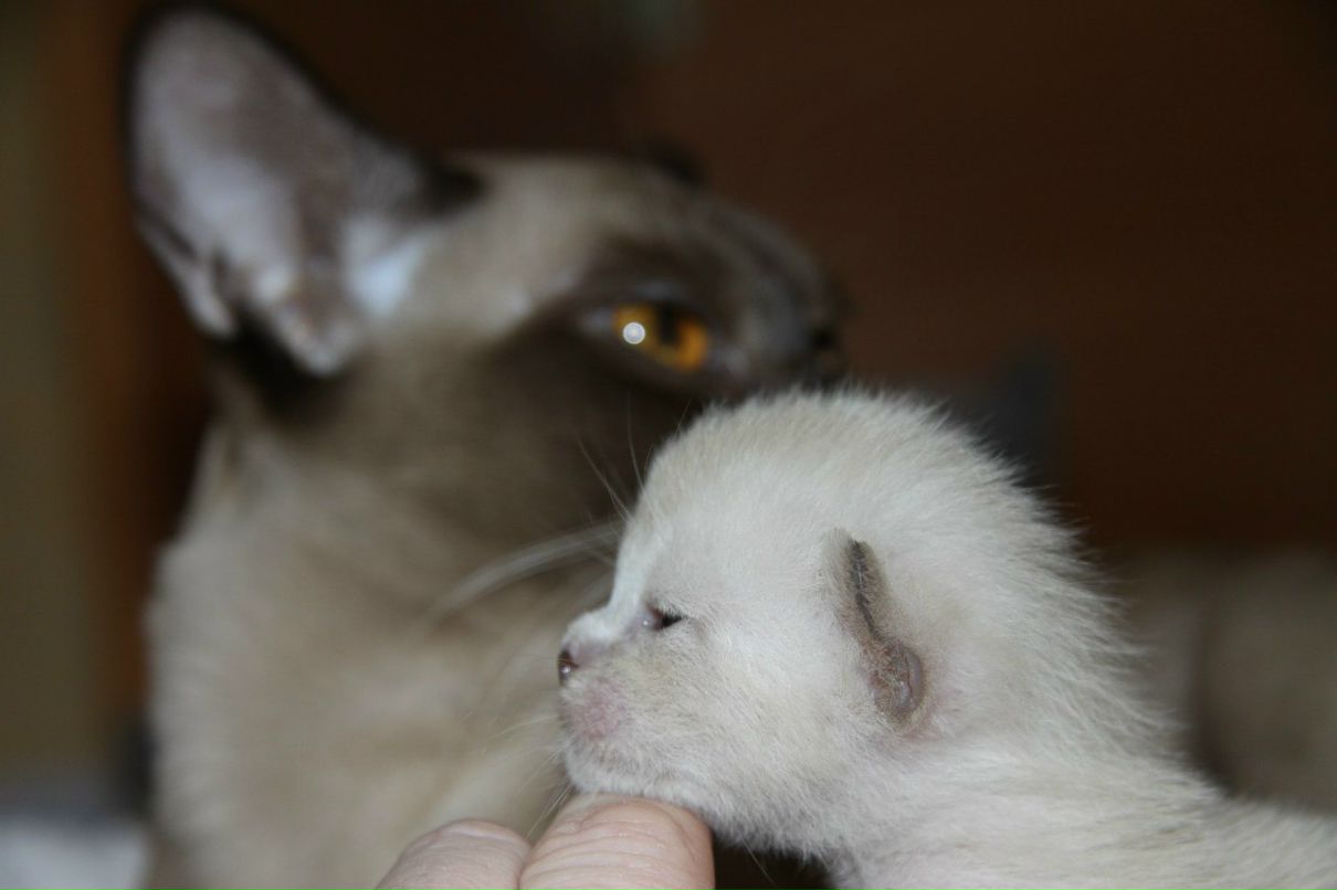 Наталья Лукашова(Алексеева) | Санкт-Петербург