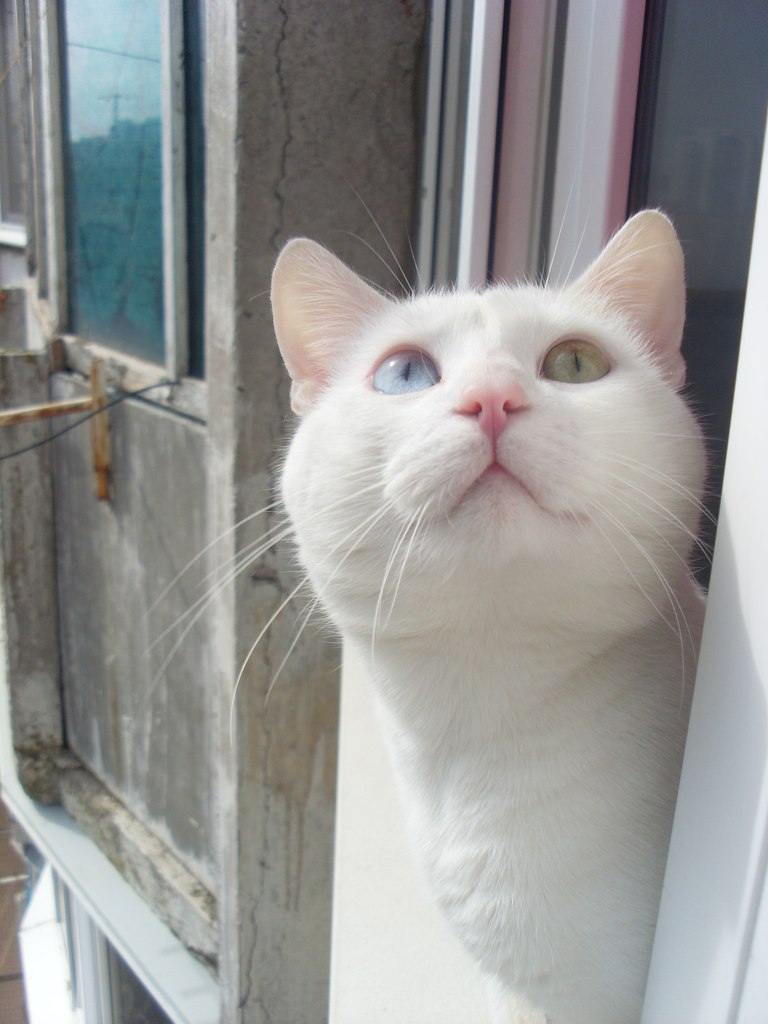 Алла Пивторак | Одесса