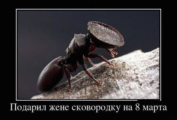 №81, Маша №81, Маша