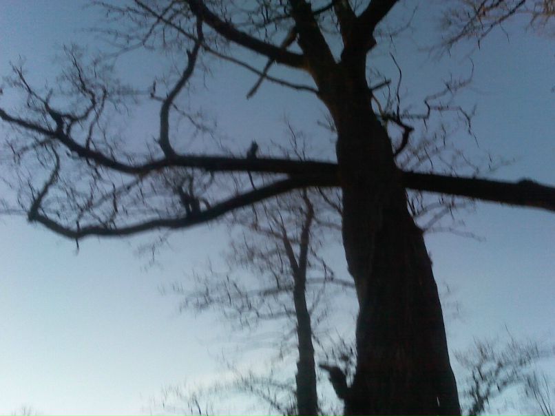 Виктория Дмитриева | Санкт-Петербург