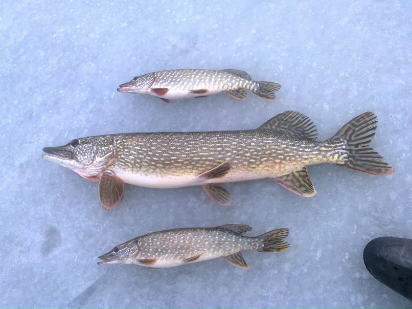 Андрей Крывчун | Кременчуг