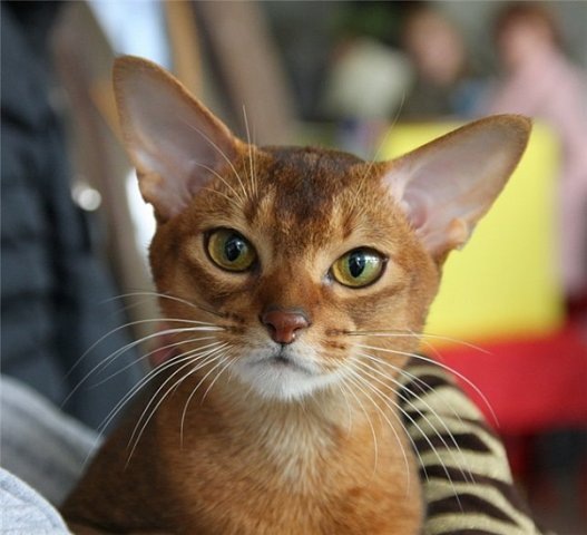 №42, Андрей Войтенко, 39 лет, Черкассы №42, Андрей Войтенко, 39 лет, Черкассы