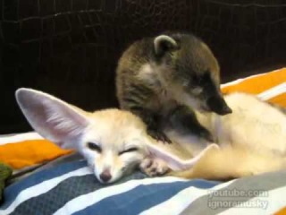 The delicious ears