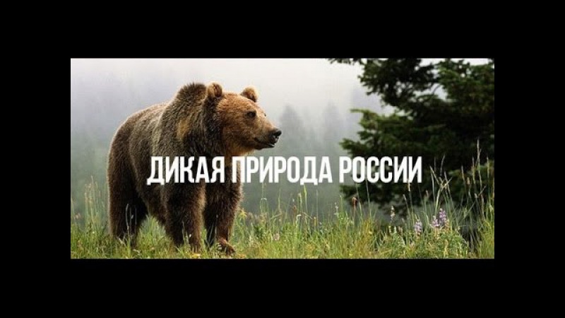Дикая природа России   Камчатка