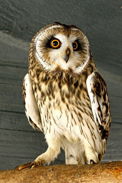 Владимир Леснойохотник, Россия, Москва