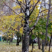 Го гулять Го гулять