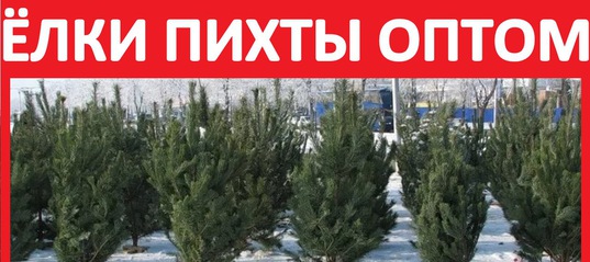 Купить Пихту Новогоднюю Оптом Купить Пихту Новогоднюю Оптом