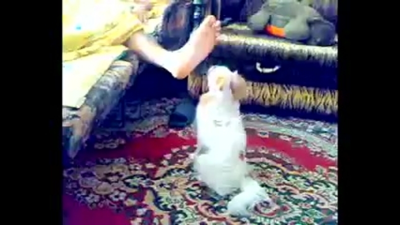 Озабоченная