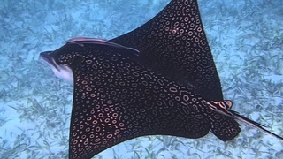 скат-орляк Aetobatus narinari