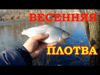 ЛОВЛЯ ОГРОМНОЙ ВЕСЕННЕЙ ПЛОТВЫ НА ПОПЛАВОК