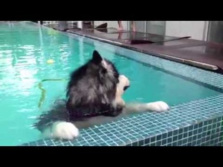 Puma alaskan malamute