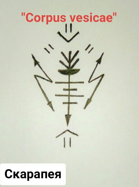 "Corpus vesicae" - "Тело в пузыре" OiWFUSCteLc