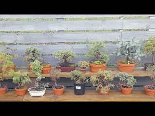 Bonsai And Bass Update Video