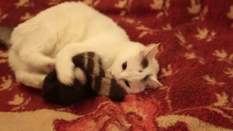 Носкаин Кот