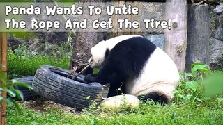 Panda Wants To Untie The Rope And Get The Tire! | iPanda