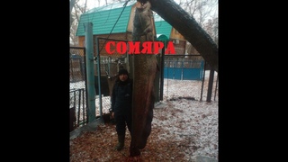 СОМЯРА 235 СМ, ОГРОМНЫЙ СОМ