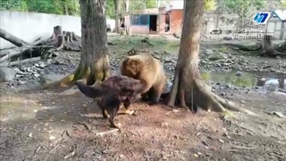 Дружеский поединок медведицы с бернским псом