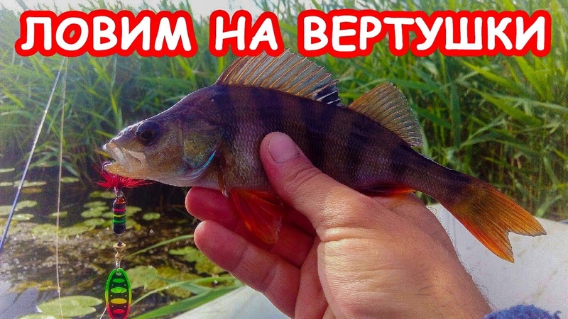 Учимся ловить окуня на вертушки. Окунь на