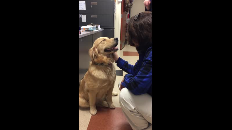 Joy therapy dog