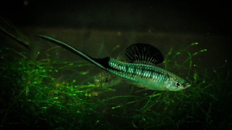 Xiphophorus montezumae Río Tamasopo King of Swordtails