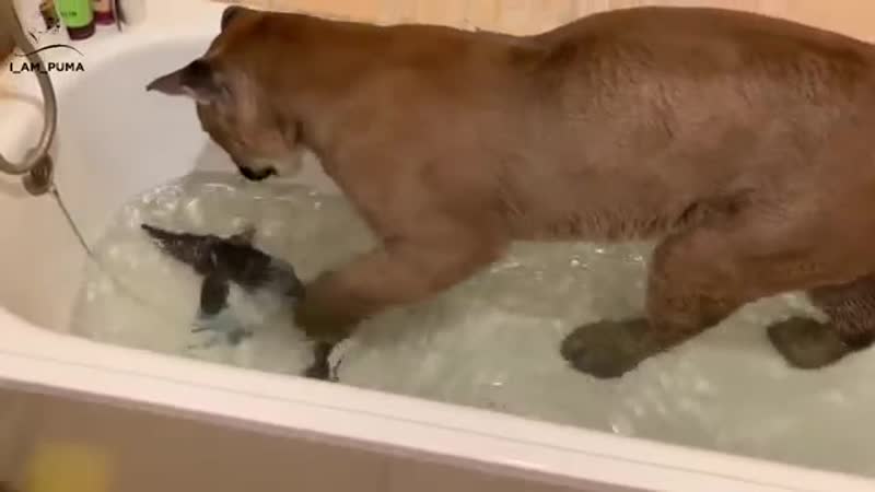 Осётр Большая рыба для пумы Месси Sturgeon Big fish for Cougar Messi